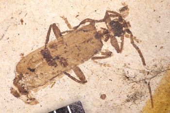 Media type: image;   Entomology PALE-1728